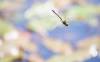 englische Libelle - Dragonfly